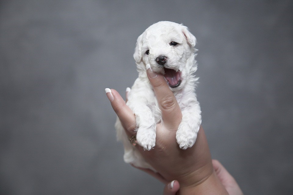 chiot qui mordille