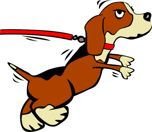 mon chien tire en laisse