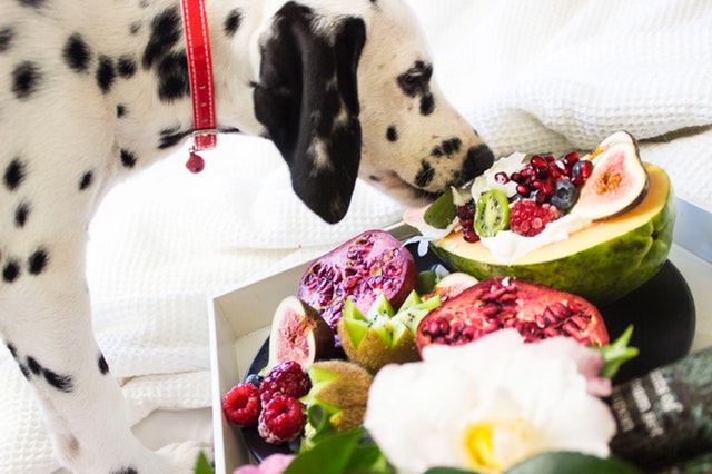 alimentation maison chien