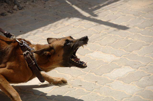 chien agressif
