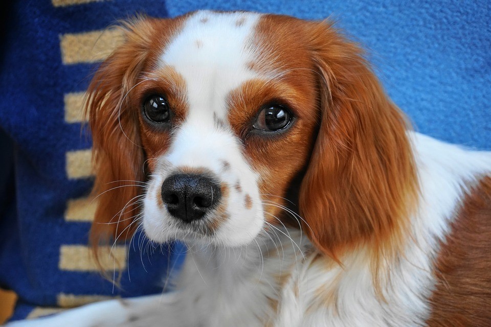petit chien poilu