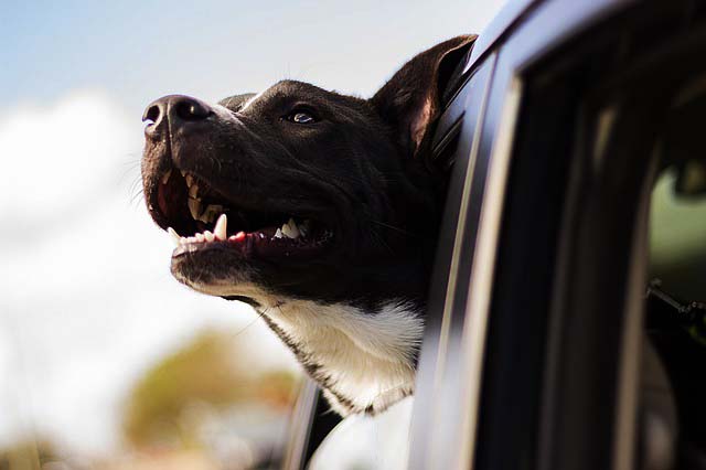 transporter son chien en voiture