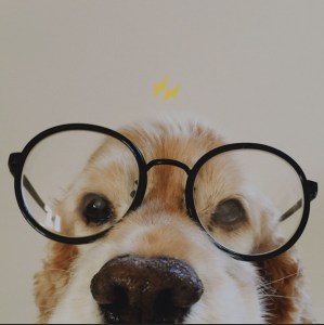 chien intelligence test