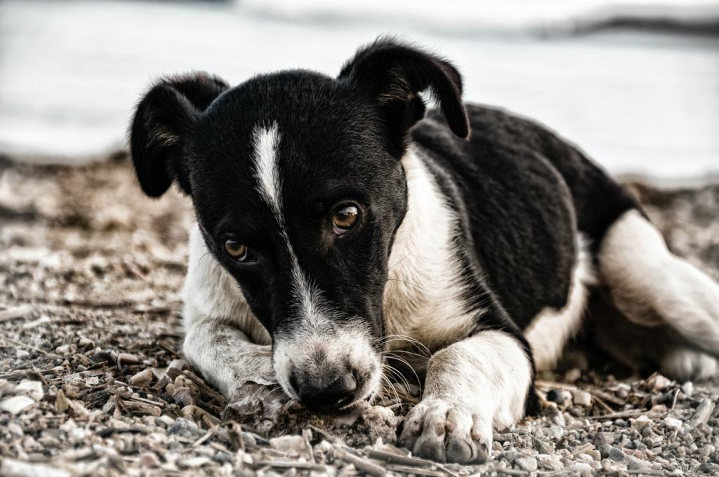 chien agressif par peur
