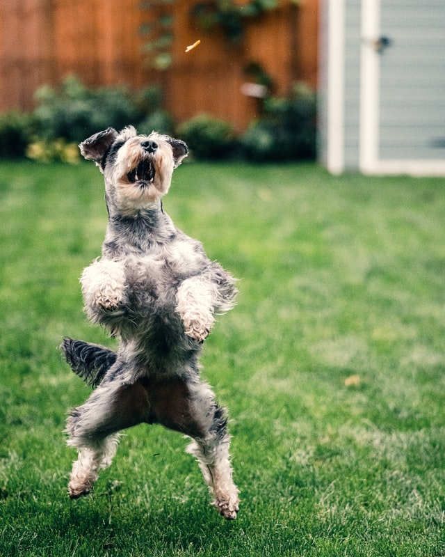 chien qui saute sur les gens