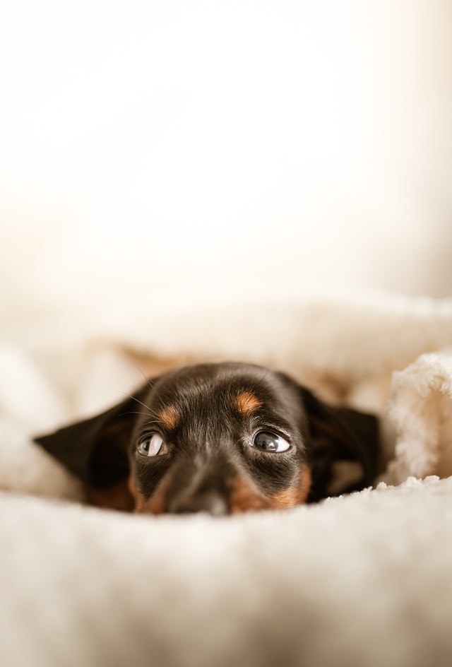 chien stressé