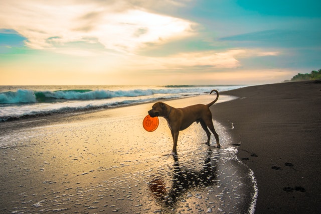 idée de jeu avec votre chien