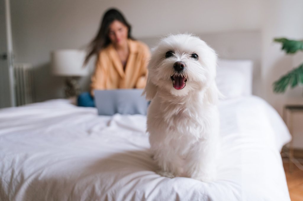 éduquer un bichon maltais