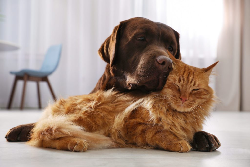 pourquoi mon chien aime le chat de la maison mais pas les autres