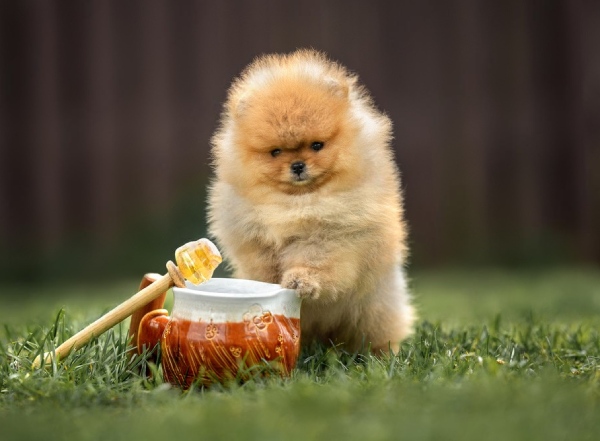 mon chien peut il manger du miel?